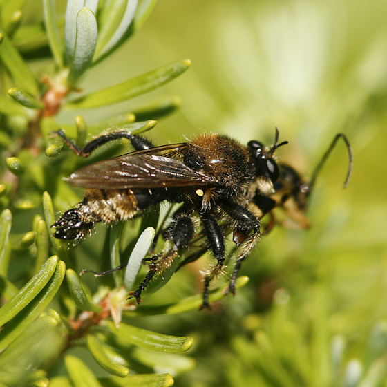 Photo of Laphria columbica by Libby & Rick Avis
